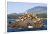 Canada, Pacific Rim National Park Reserve, West Coast Trail, Steller Sea Lions-Jamie And Judy Wild-Framed Photographic Print