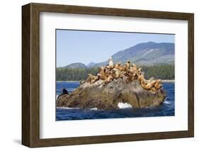 Canada, Pacific Rim National Park Reserve, West Coast Trail, Steller Sea Lions-Jamie And Judy Wild-Framed Photographic Print