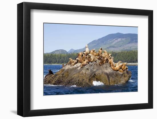 Canada, Pacific Rim National Park Reserve, West Coast Trail, Steller Sea Lions-Jamie And Judy Wild-Framed Photographic Print