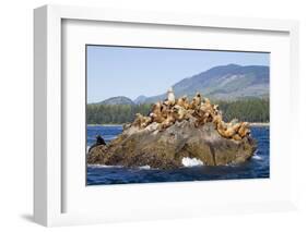 Canada, Pacific Rim National Park Reserve, West Coast Trail, Steller Sea Lions-Jamie And Judy Wild-Framed Photographic Print