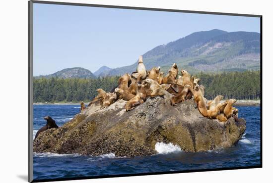 Canada, Pacific Rim National Park Reserve, West Coast Trail, Steller Sea Lions-Jamie And Judy Wild-Mounted Photographic Print