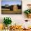 Canada, Prince Edward Island, Hay Harvest Near Cavendish-Ann Collins-Mounted Premium Photographic Print displayed on a wall