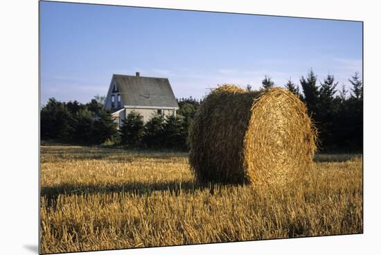 Canada, Prince Edward Island, Hay Harvest Near Cavendish-Ann Collins-Mounted Premium Photographic Print