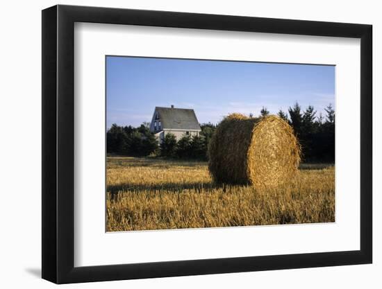 Canada, Prince Edward Island, Hay Harvest Near Cavendish-Ann Collins-Framed Photographic Print