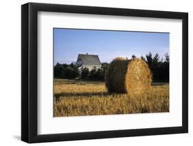 Canada, Prince Edward Island, Hay Harvest Near Cavendish-Ann Collins-Framed Photographic Print