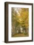 Canada, Prince Edward Island, Orwell in autumn. Farm path with birch trees and horses.-Walter Bibikow-Framed Photographic Print
