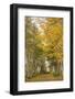 Canada, Prince Edward Island, Orwell in autumn. Farm path with birch trees and horses.-Walter Bibikow-Framed Photographic Print