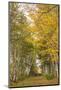 Canada, Prince Edward Island, Orwell in autumn. Farm path with birch trees and horses.-Walter Bibikow-Mounted Photographic Print