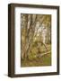 Canada, Prince Edward Island, Orwell. Wagon wheel and birch trees.-Walter Bibikow-Framed Photographic Print