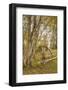 Canada, Prince Edward Island, Orwell. Wagon wheel and birch trees.-Walter Bibikow-Framed Photographic Print