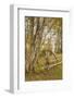 Canada, Prince Edward Island, Orwell. Wagon wheel and birch trees.-Walter Bibikow-Framed Photographic Print