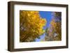 Canada, Prince Edward Island, Tyne Valley autumn foliage.-Walter Bibikow-Framed Photographic Print
