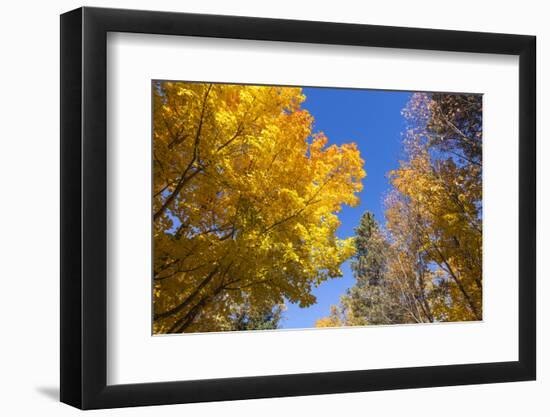 Canada, Prince Edward Island, Tyne Valley autumn foliage.-Walter Bibikow-Framed Photographic Print