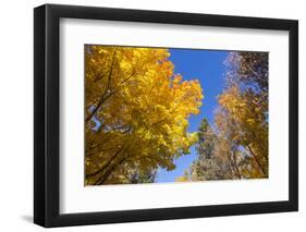 Canada, Prince Edward Island, Tyne Valley autumn foliage.-Walter Bibikow-Framed Photographic Print