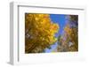 Canada, Prince Edward Island, Tyne Valley autumn foliage.-Walter Bibikow-Framed Photographic Print