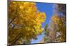 Canada, Prince Edward Island, Tyne Valley autumn foliage.-Walter Bibikow-Mounted Photographic Print