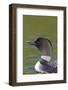 Canada, Quebec, Eastman. Common Loon in Water-Jaynes Gallery-Framed Photographic Print