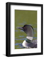 Canada, Quebec, Eastman. Common Loon in Water-Jaynes Gallery-Framed Photographic Print