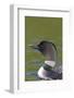 Canada, Quebec, Eastman. Common Loon in Water-Jaynes Gallery-Framed Photographic Print