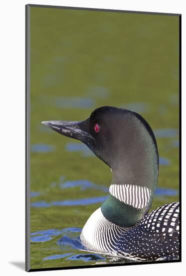 Canada, Quebec, Eastman. Common Loon in Water-Jaynes Gallery-Mounted Photographic Print