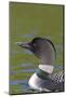 Canada, Quebec, Eastman. Common Loon in Water-Jaynes Gallery-Mounted Photographic Print