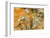 Canada, Quebec, Forillon National Park. Pebbles on Seaweed-Jaynes Gallery-Framed Photographic Print