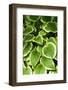 Canada, Quebec, Montreal. Botanical Garden-Michele Molinari-Framed Photographic Print