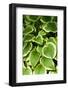 Canada, Quebec, Montreal. Botanical Garden-Michele Molinari-Framed Photographic Print