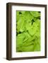 Canada, Quebec, Montreal. Botanical Garden-Michele Molinari-Framed Photographic Print