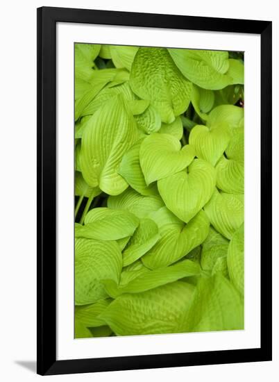 Canada, Quebec, Montreal. Botanical Garden-Michele Molinari-Framed Premium Photographic Print