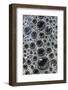 Canada, Quebec, Mount St. Bruno Conservation Park. Foam Caught under Ice-Jaynes Gallery-Framed Photographic Print