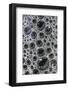Canada, Quebec, Mount St. Bruno Conservation Park. Foam Caught under Ice-Jaynes Gallery-Framed Photographic Print