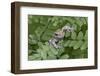 Canada, Quebec, Mount St-Bruno Conservation Park. Gray Tree Frog on Maidenhair Fern-Jaynes Gallery-Framed Photographic Print