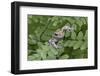 Canada, Quebec, Mount St-Bruno Conservation Park. Gray Tree Frog on Maidenhair Fern-Jaynes Gallery-Framed Photographic Print