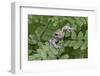 Canada, Quebec, Mount St-Bruno Conservation Park. Gray Tree Frog on Maidenhair Fern-Jaynes Gallery-Framed Photographic Print