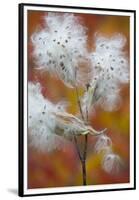 Canada, Quebec, Mount St-Bruno Conservation Park. Milkweed Releasing Seeds-Jaynes Gallery-Framed Premium Photographic Print