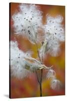 Canada, Quebec, Mount St-Bruno Conservation Park. Milkweed Releasing Seeds-Jaynes Gallery-Stretched Canvas