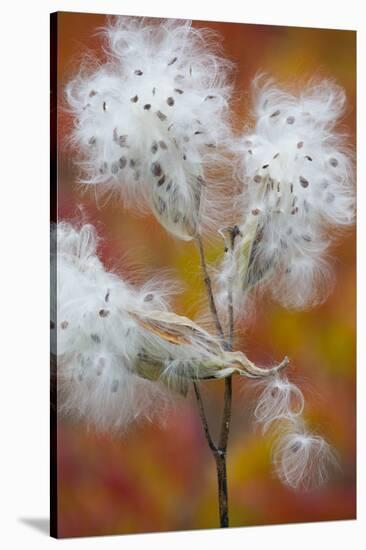 Canada, Quebec, Mount St-Bruno Conservation Park. Milkweed Releasing Seeds-Jaynes Gallery-Stretched Canvas