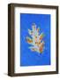 Canada, Quebec, Mount St. Bruno Conservation Park. Red Oak Leaf Caught in Ice-Jaynes Gallery-Framed Photographic Print