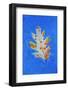 Canada, Quebec, Mount St. Bruno Conservation Park. Red Oak Leaf Caught in Ice-Jaynes Gallery-Framed Photographic Print