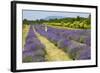 Canada, Quebec, Saint-Francois, Seigneurie de l'Ile d'Orleans farm.-Jamie & Judy Wild-Framed Photographic Print