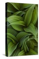 Canada, Quebec, Yamaska National Park. Green False Hellebore Plant-Jaynes Gallery-Stretched Canvas