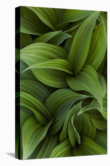 Canada, Quebec, Yamaska National Park. Green False Hellebore Plant-Jaynes Gallery-Stretched Canvas