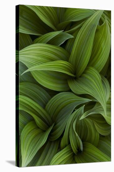 Canada, Quebec, Yamaska National Park. Green False Hellebore Plant-Jaynes Gallery-Stretched Canvas