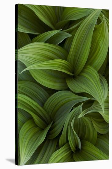 Canada, Quebec, Yamaska National Park. Green False Hellebore Plant-Jaynes Gallery-Stretched Canvas