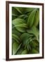 Canada, Quebec, Yamaska National Park. Green False Hellebore Plant-Jaynes Gallery-Framed Premium Photographic Print