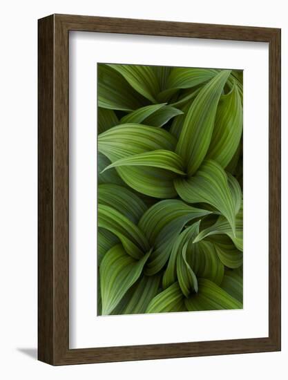 Canada, Quebec, Yamaska National Park. Green False Hellebore Plant-Jaynes Gallery-Framed Photographic Print