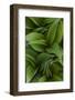 Canada, Quebec, Yamaska National Park. Green False Hellebore Plant-Jaynes Gallery-Framed Photographic Print