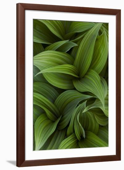 Canada, Quebec, Yamaska National Park. Green False Hellebore Plant-Jaynes Gallery-Framed Photographic Print