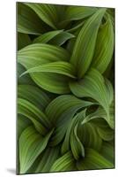 Canada, Quebec, Yamaska National Park. Green False Hellebore Plant-Jaynes Gallery-Mounted Photographic Print